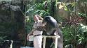 KL_Zoo_20100710_072