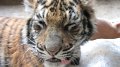 ChiangMai_TigerKingdom_20110227_012