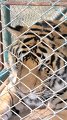 ChiangMai_TigerKingdom_20110227_022