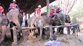 MaeSa_ElephantPark_20110227_010