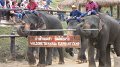 MaeSa_ElephantPark_20110227_014