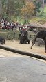 MaeSa_ElephantPark_20110227_016