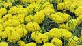 Sikrit_BotanicalGardens_20110227_020