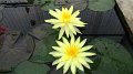 Sikrit_BotanicalGardens_20110227_022