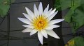 Sikrit_BotanicalGardens_20110227_023
