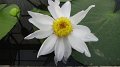 Sikrit_BotanicalGardens_20110227_024