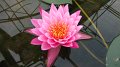 Sikrit_BotanicalGardens_20110227_025