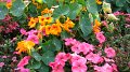 Sikrit_BotanicalGardens_20110227_029
