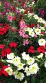 Sikrit_BotanicalGardens_20110227_030