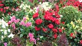 Sikrit_BotanicalGardens_20110227_031