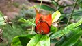 Sikrit_BotanicalGardens_20110227_051